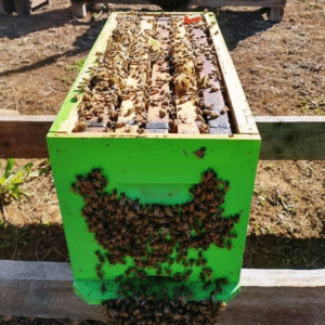 Cámara de Cría Lista para Producción