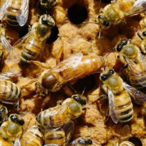 Abejas Reinas F1