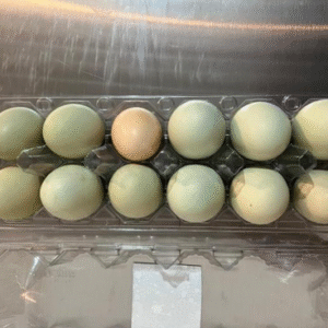 Huevos de Campo – Docena