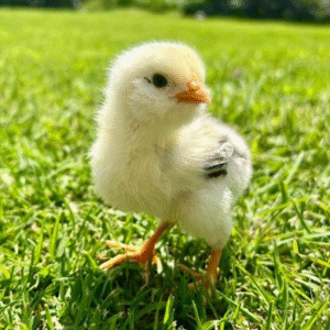 Pollitos de Campo – (3 a 5 día de vida)