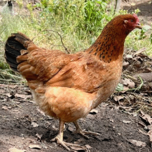 Gallinas de Campo – Ponedoras en Producción