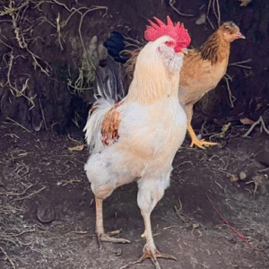 Gallos de Campo – Reproductores o para Crianza