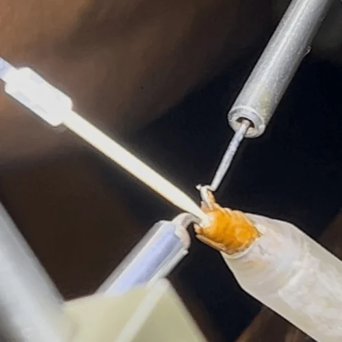 inseminacionvertical inseminacionvertical